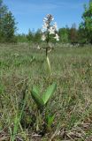 Menyanthes trifoliata