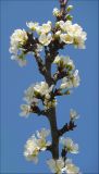 Prunus domestica. Ветвь с цветами. Черноморское побережье Кавказа, Новороссийск, в культуре. 10 апреля 2009 г.