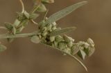 Atriplex oblongifolia