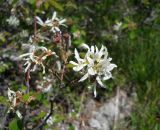 Amelanchier ovalis. Верхушка ветви с соцветием и кормящимся жуком. Крым, Ялтинская яйла. 4 июня 2012 г.