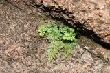 Asplenium altajense. Растение в расщелине скалы. Республика Бурятия, Тарбагатайский р-н, местность Тугнуйские Столбы. 11.08.2009.