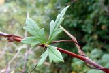 Aconitum volubile