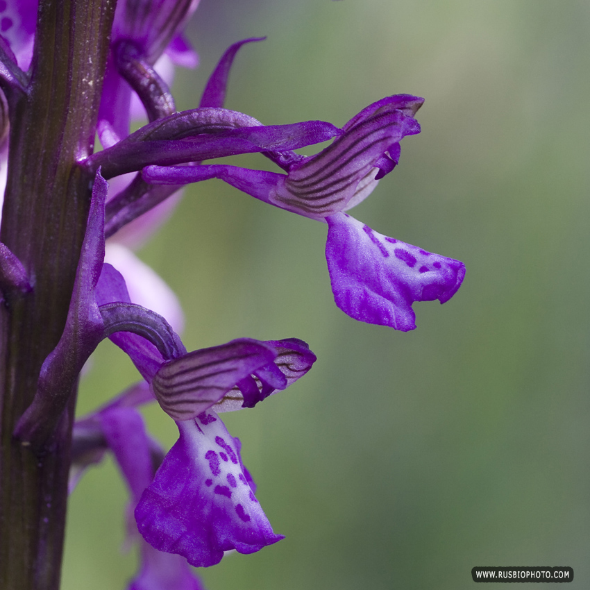 Изображение особи Anacamptis morio ssp. caucasica.