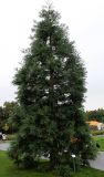 Sequoiadendron giganteum. Молодое дерево. Нидерланды, г. Venlo, \"Floriada 2012\". 11.09.2012.