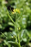 Arabidopsis pumila