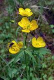 Ranunculus subborealis