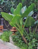 Alocasia macrorrhizos. Вегетирующее растение. Таиланд, Бангкок. 17.06.2013.