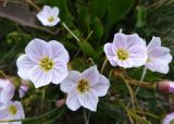 Claytonia joanneana