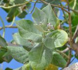 Calotropis procera. Верхушка побега с соцветиями. Сокотра, окр. г. Хадибо. 06.01.2014.