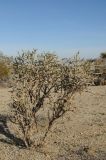 Cylindropuntia ramosissima. Растение в пустыне. США, Калифорния, Joshua Tree National Park. 19.02.2014.
