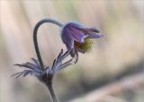 Pulsatilla pratensis. Верхушка цветущего растения. Ленинградская обл., Кингисеппский р-н, сосновый лес между оз. Судачье и Бабинское. 17.05.2014.