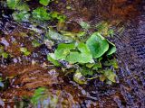 Caltha palustris