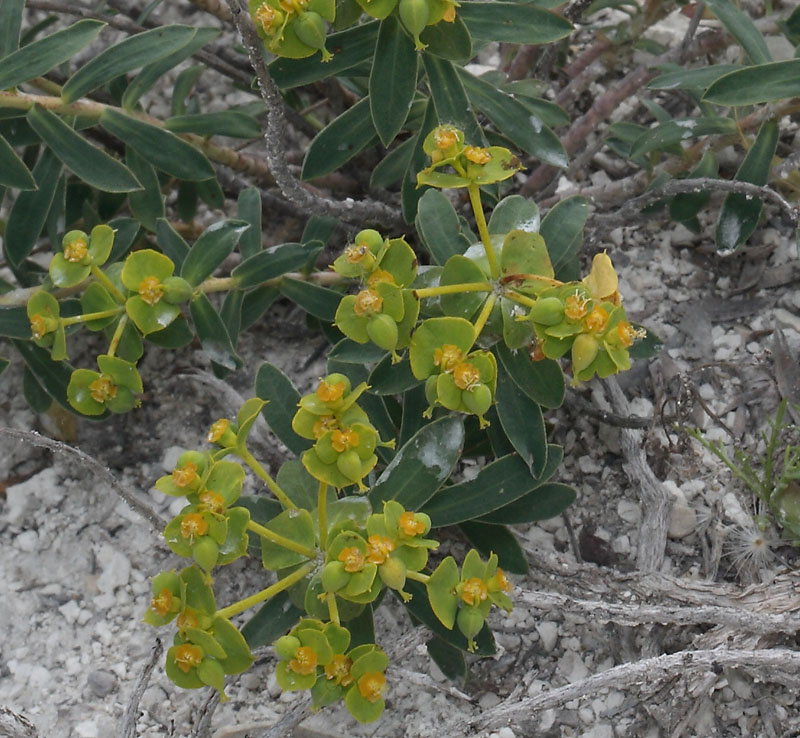 Изображение особи Euphorbia volgensis.