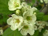 Crataegus submollis. Цветки и бутоны. Ставропольский край, Будённовский р-н, с. Покойное, в культуре. 12.05.2009.