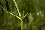 Astragalus danicus