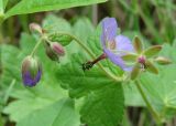 Geranium platyanthum