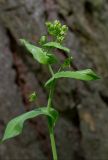 Bupleurum subspecies aureum