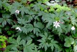 Anemone nemorosa. Отцветающие растения в сообществе с кислицей и печеночницей. Беларусь, Минский р-н, остановочный пункт Зелёное, смешанный редкий лес, с преобладанием елей. 22.05.2016.