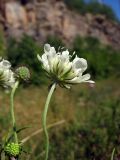 Scabiosa ochroleuca