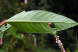 Persicaria lapathifolia