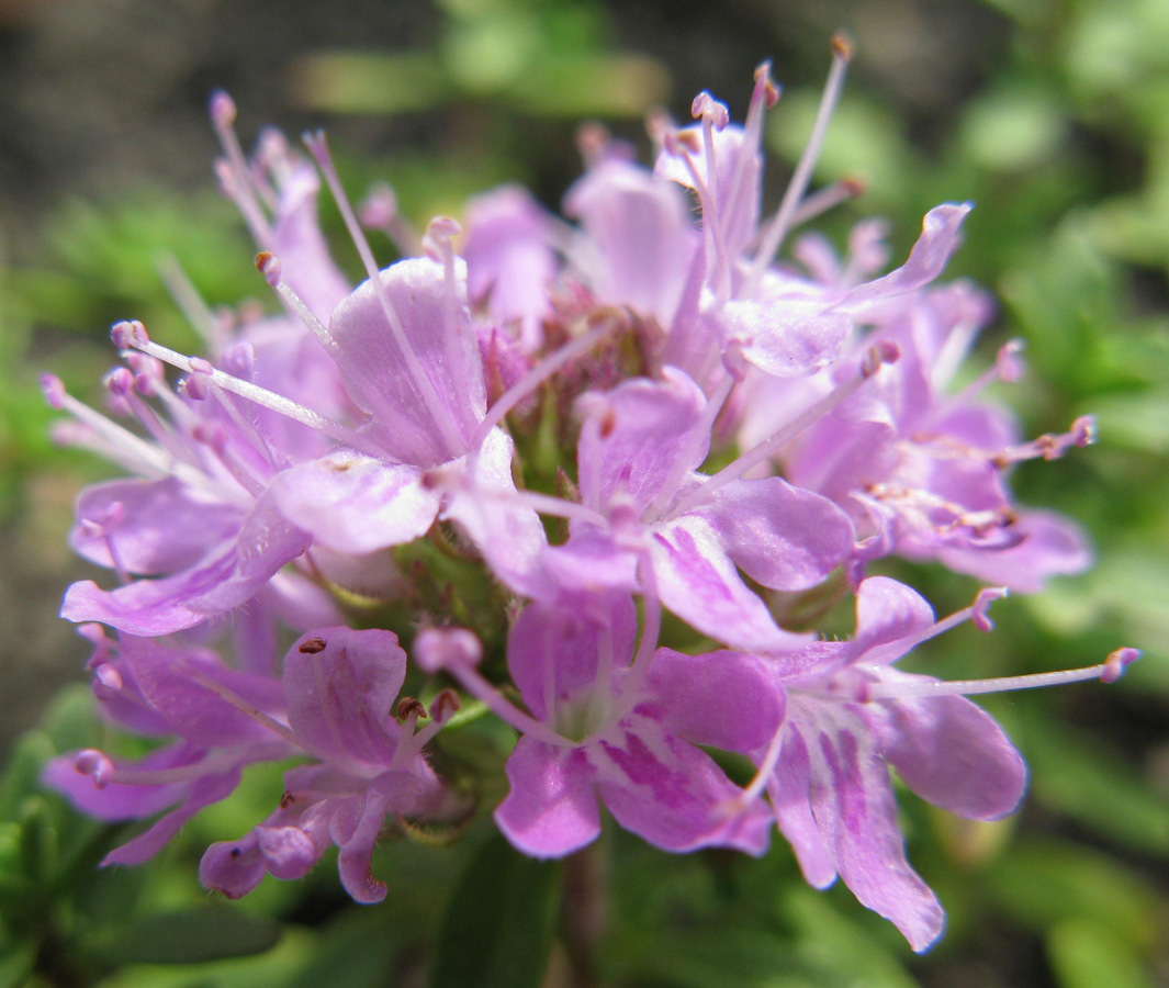 Изображение особи Thymus dubjanskyi.