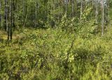 Betula divaricata. Растение среди зарослей багульника. Якутия, Мегино-Кангаласский улус, заболоченность на надпойменной террасе. Начало августа.