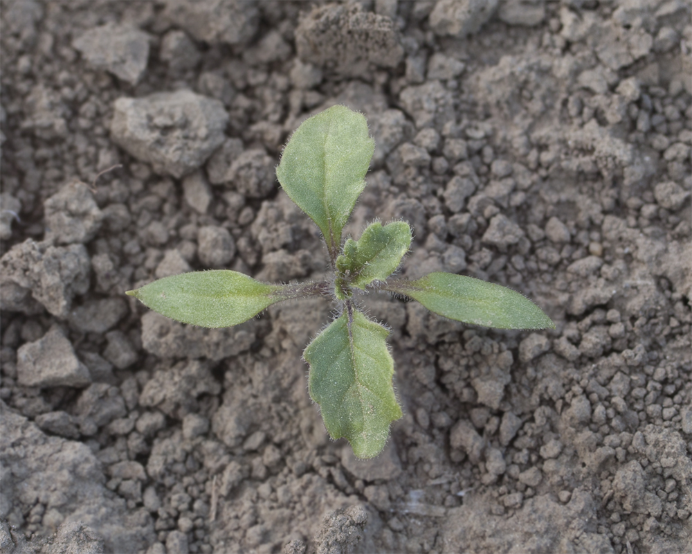 Image of Solanum physalifolium specimen.