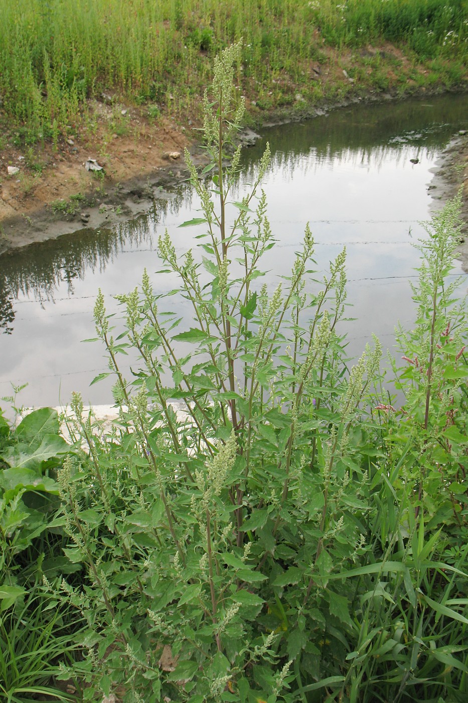 Изображение особи Chenopodium album.