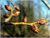 Ulmus glabra