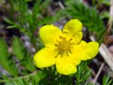 Potentilla anserina. Цветок. Беларусь, Гродненская обл., Новогрудский р-н, Брольникский сельсовет, окр. дер. Селец, обочина асфальтированной дороги. 06.26.2014.