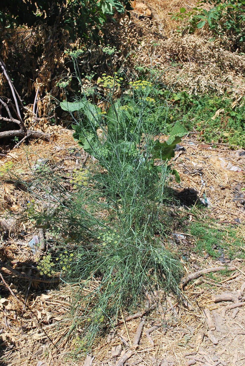 Изображение особи Foeniculum vulgare.