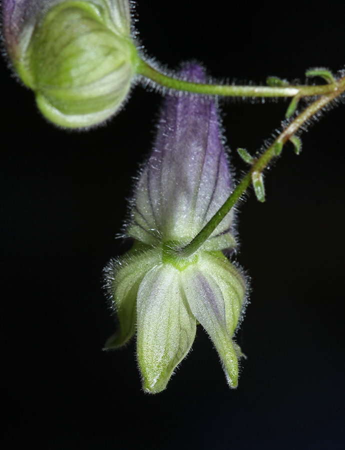 Image of Aconitum stoloniferum specimen.