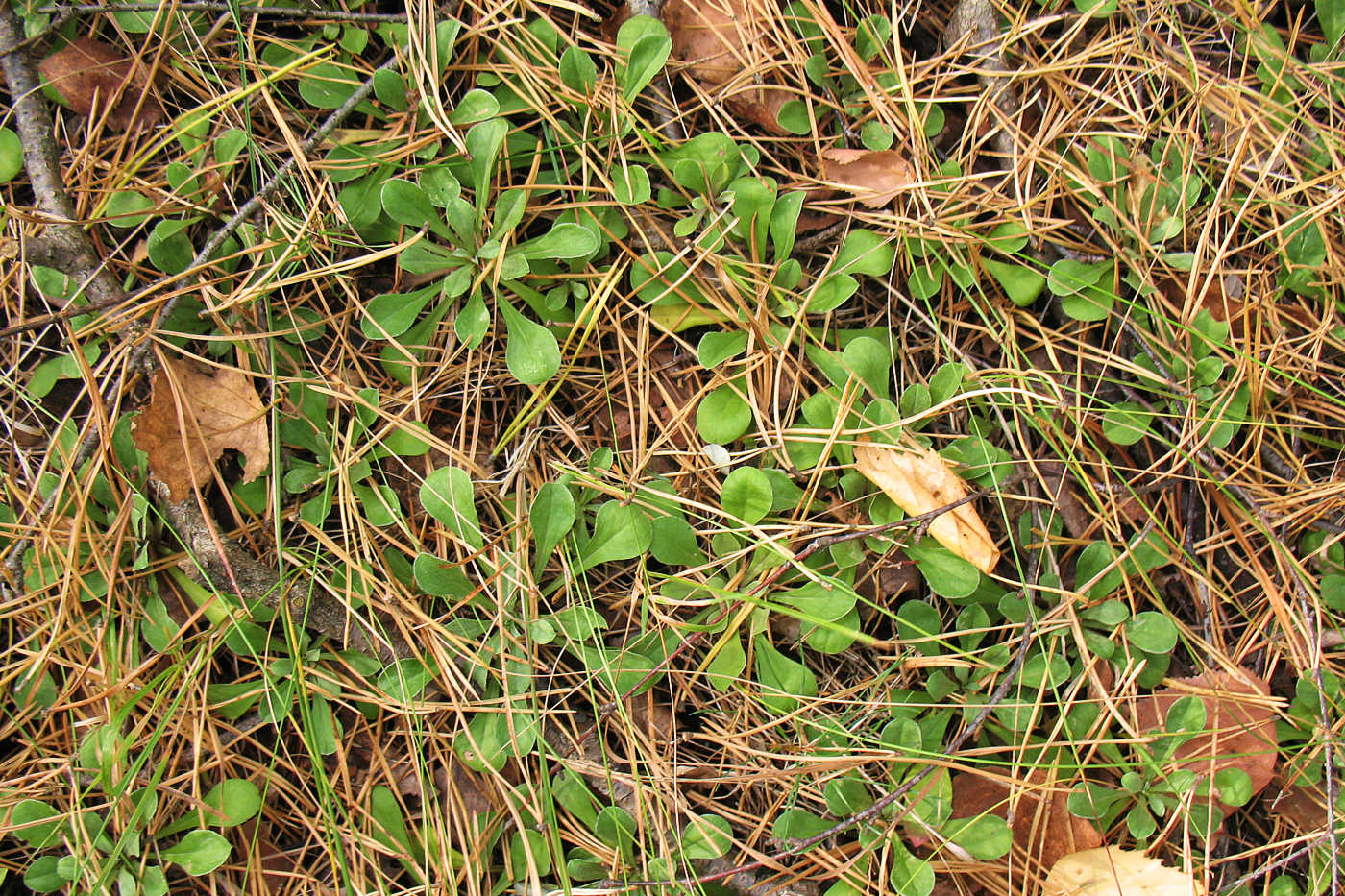 Изображение особи Antennaria dioica.