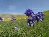 Aquilegia glandulosa