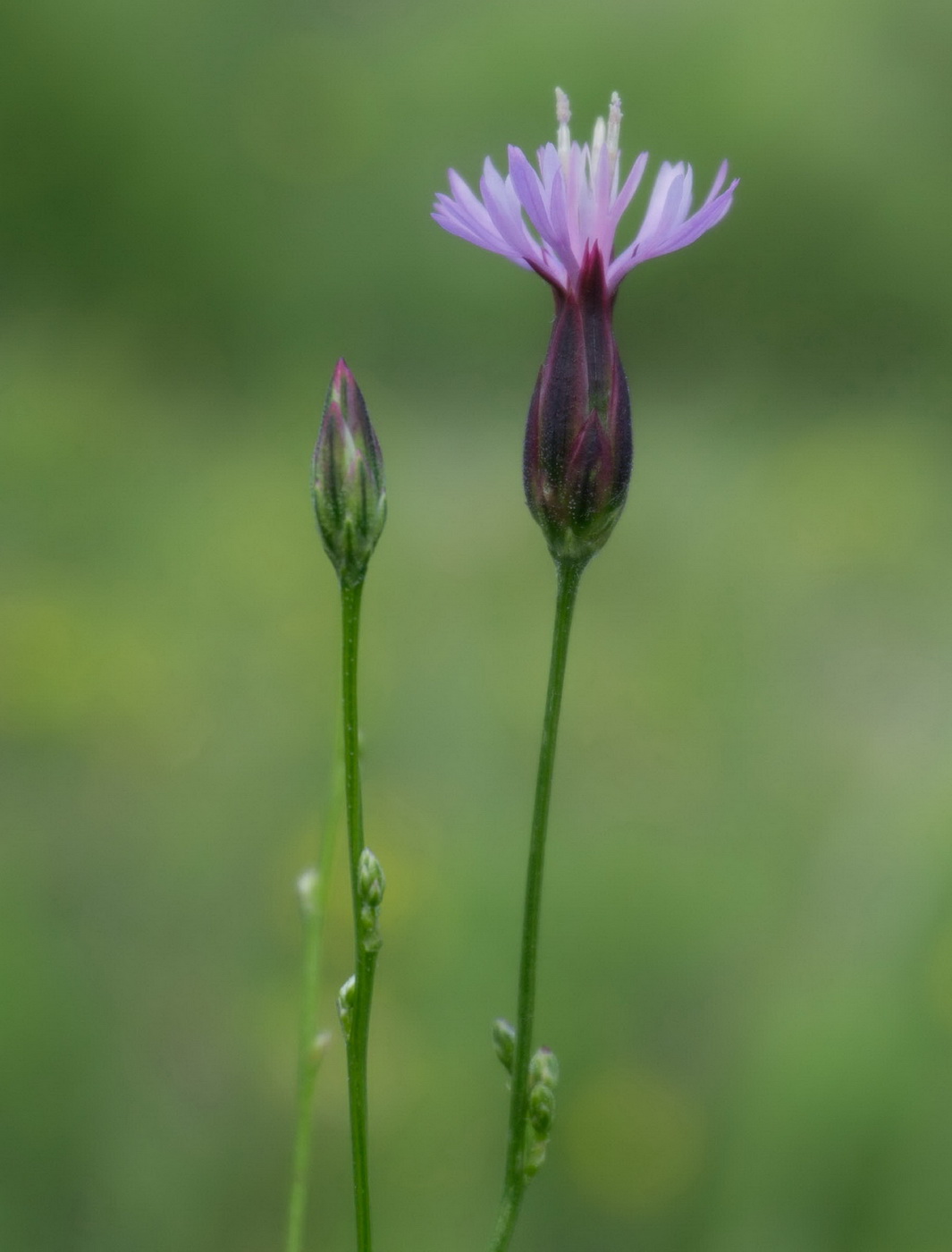 Изображение особи Crupina vulgaris.