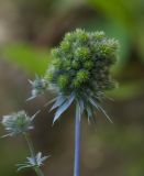 Eryngium planum