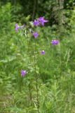 Campanula patula