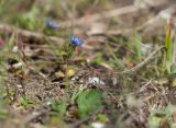 Veronica triphyllos