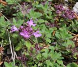 Thymus paucifolius