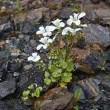 Saxifraga sibirica. Цветущее растение на морене. Северная Осетия, Алагирский р-н, Сказское ущелье ниже ледника Сказка, 2700 м н.у.м. 13.07.2020.