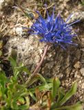 Jasione orbiculata