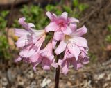 Amaryllis belladonna