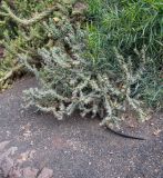 Cylindropuntia imbricata. Плодоносящее растение. Испания, автономное сообщество Канарские о-ва, о-в Фуэртевентура, провинция Las Palmas, муниципалитет Pajara, пос. La Lajita, \"Оазис-Парк\", ботанический сад. 08.06.2019.