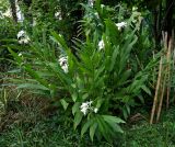 Hedychium coronarium. Цветущее растение. Абхазия, г. Сухум, Сухумский ботанический сад. 25.09.2022.