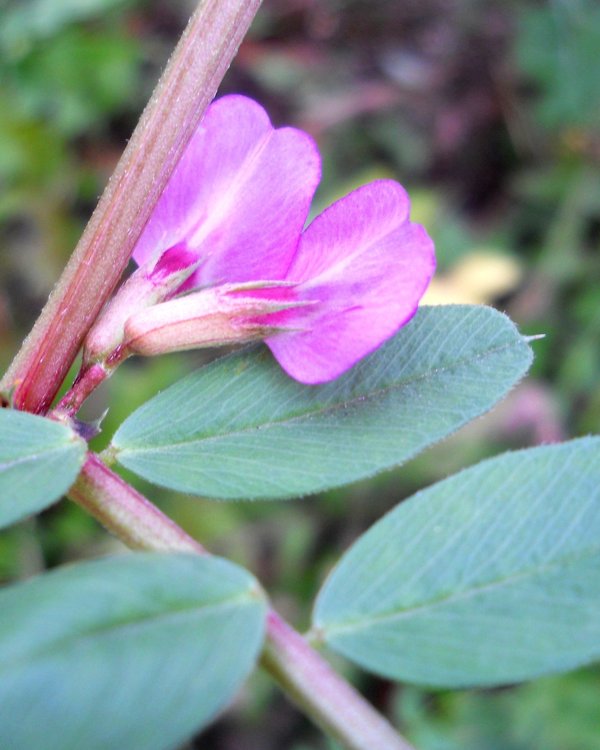 Изображение особи Vicia sativa.