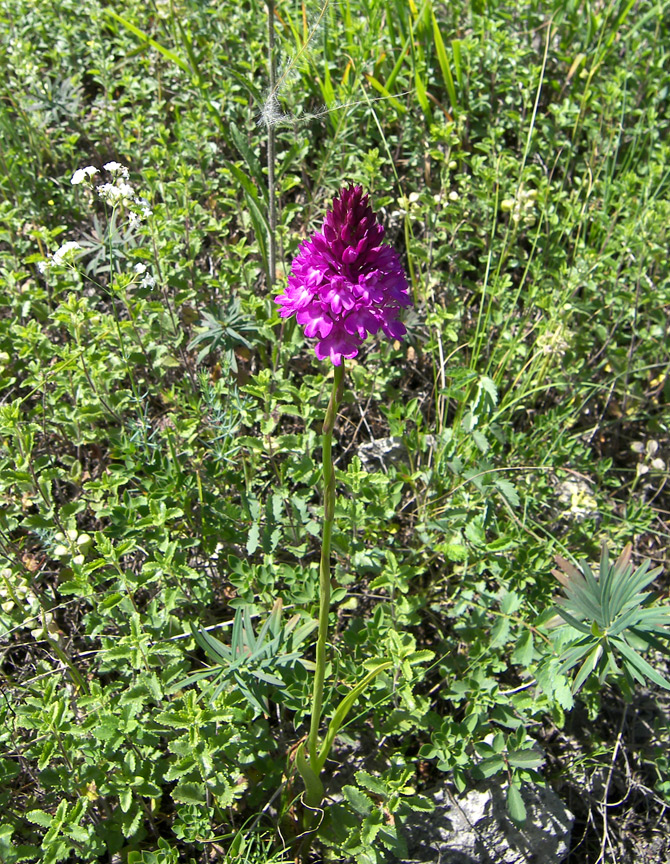 Изображение особи Anacamptis pyramidalis.