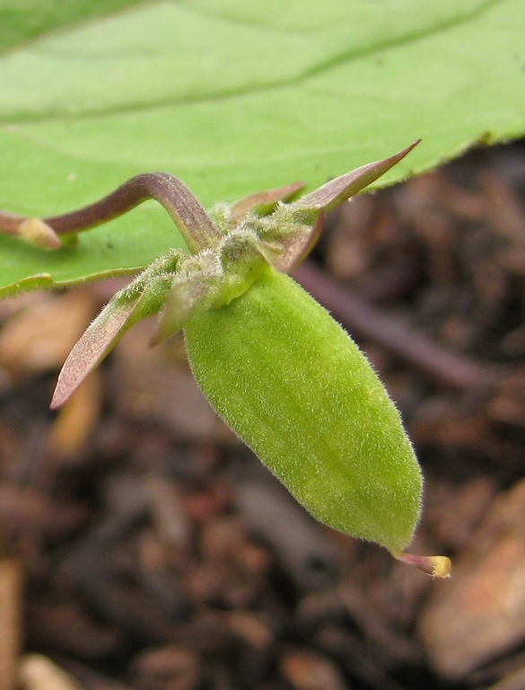 Изображение особи Viola orientalis.