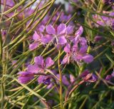 Chamaenerion angustifolium. Соцветие. Окр. г. Красноярска. 05.07.2012.