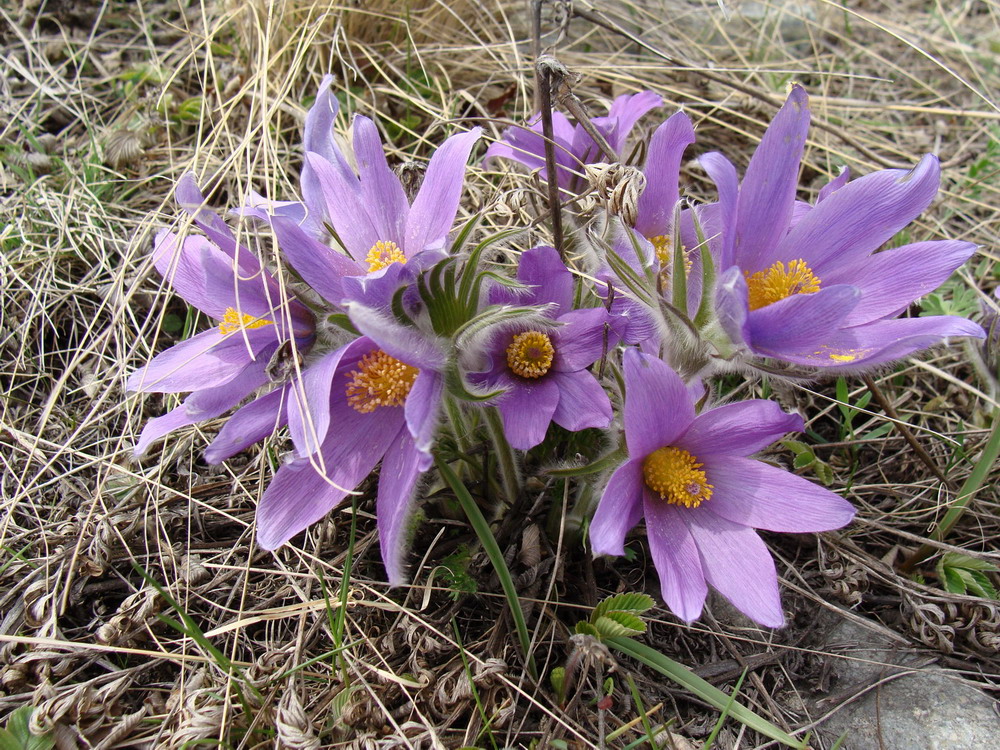 Изображение особи Pulsatilla turczaninovii.