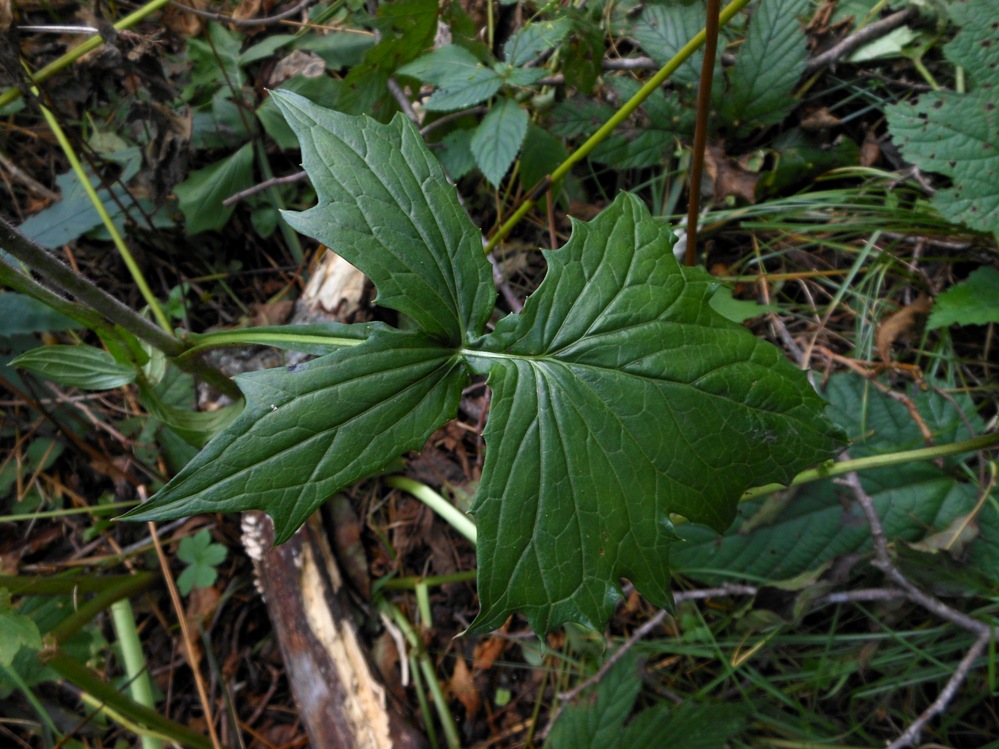 Изображение особи Prenanthes blinii.